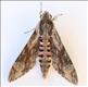 1972 Convolvulus Hawk-moth